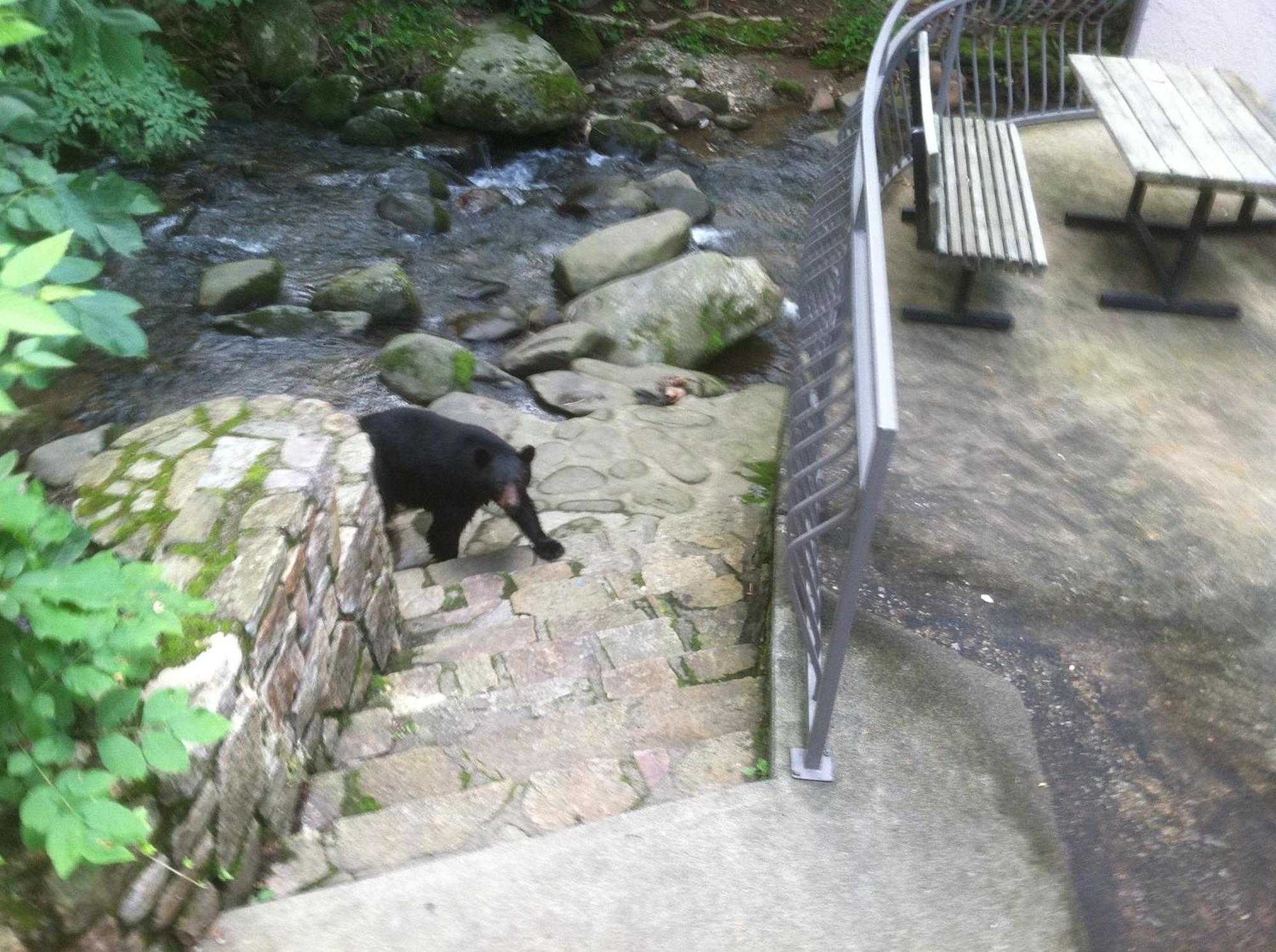 Sidney James Mountain Lodge Gatlinburg Zewnętrze zdjęcie